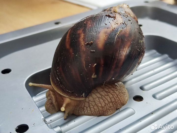 Улитки ахатины