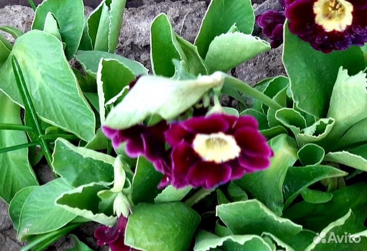 Цветы примула