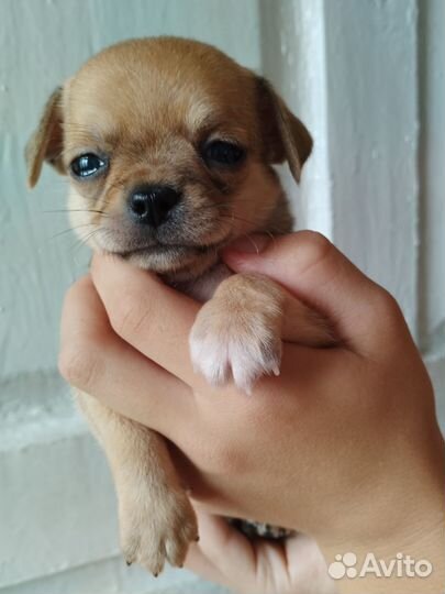 Щенки чихуахуа