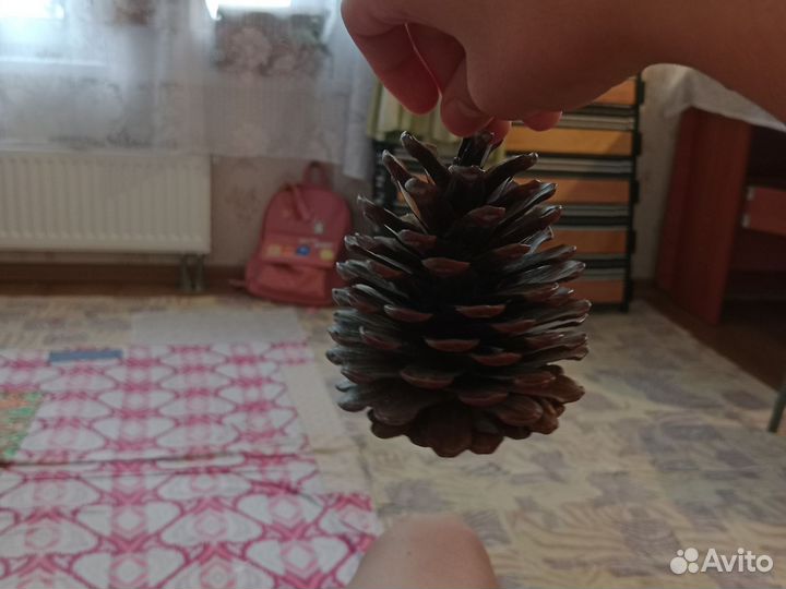 Большая шишка для поделок