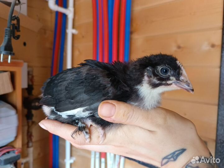 Домашние цыплята