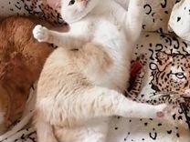 Обнимательная пара тайский кот и кошка
