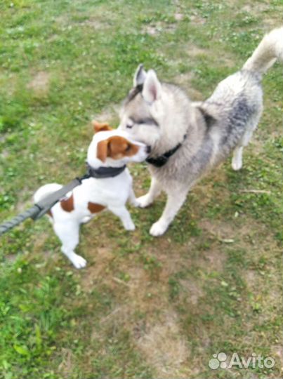 Вязка собаки 