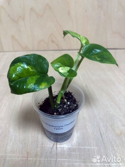 Эпипренум Глобал Грин