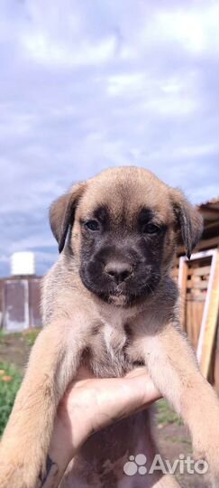 Щенки и собаки