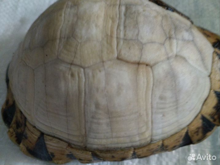 Черепаха сухопутная