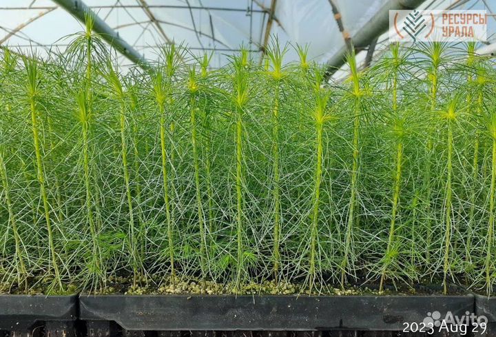 Зкс Сеянцы сосны обыкновенной ели европейской