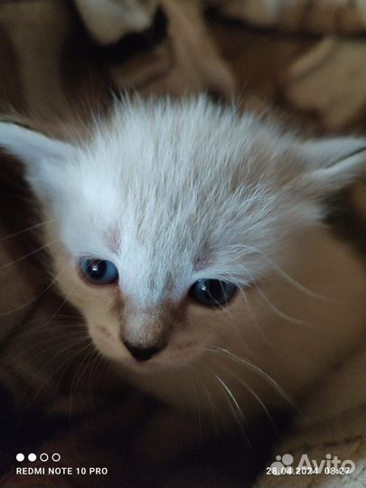 Отдам котят в добрые руки
