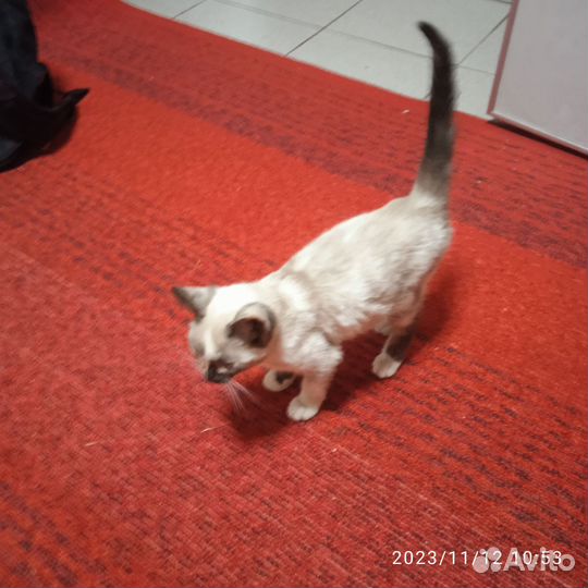 Кошка в дар