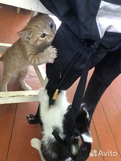 Отдам котят в добрые руки. Очень ласковые и милые