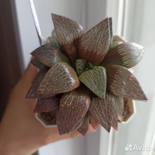 Хавортия комптониана гибрид. Отправлю почтой
