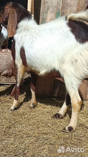 Козел камори 100% козы, козлята