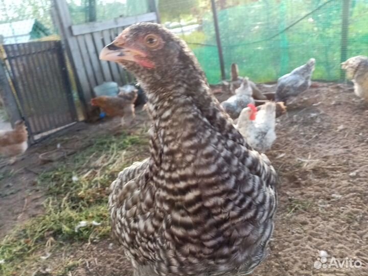 Куры молодки