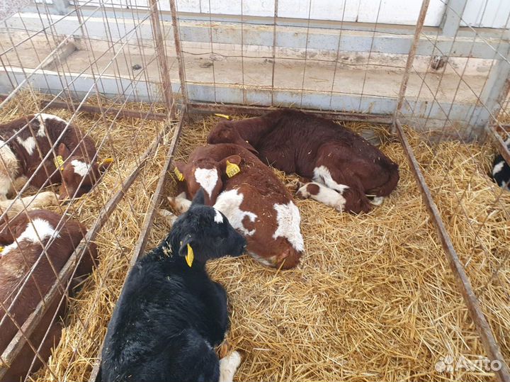 Телята бычки тёлки/ Доставка бесплатно