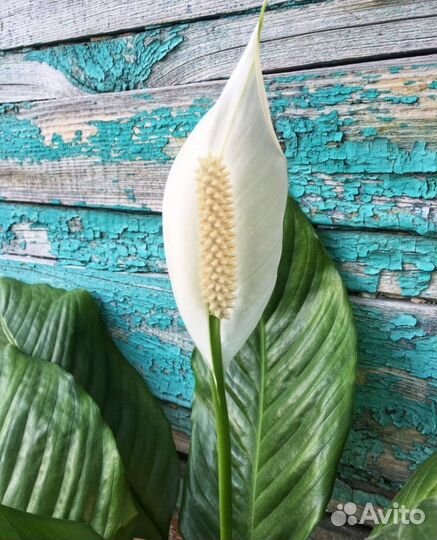 Комнатные растения цветы