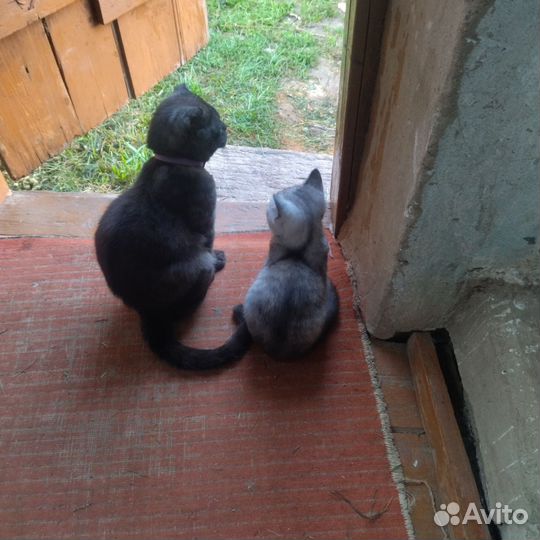 Котята шотландцы