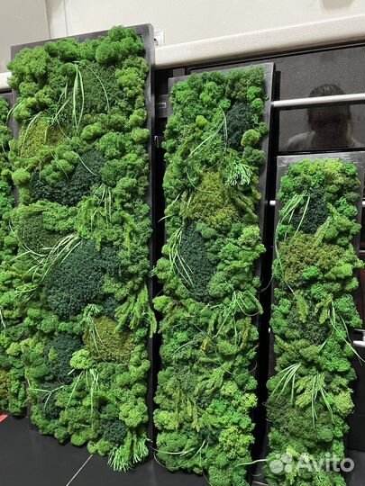 Фитопанно из стабилизированного мха