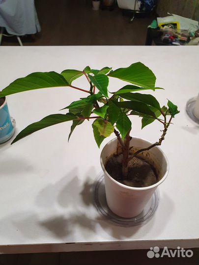 Рождественский цветок (Пуансеттия)