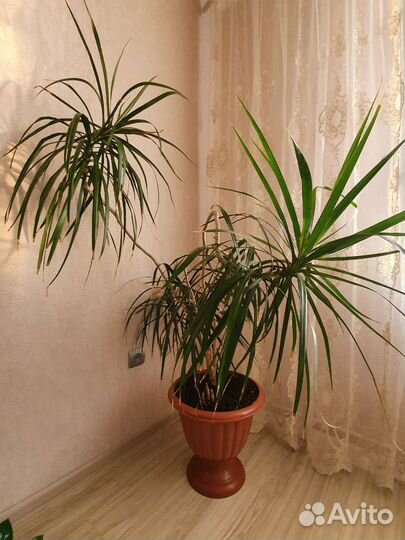 Пальма драцена