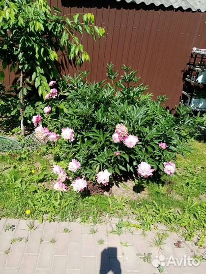 Цветы многолетники