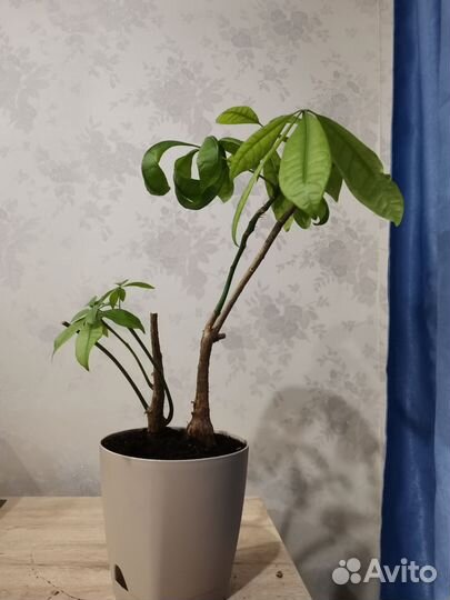 Пахира акватика