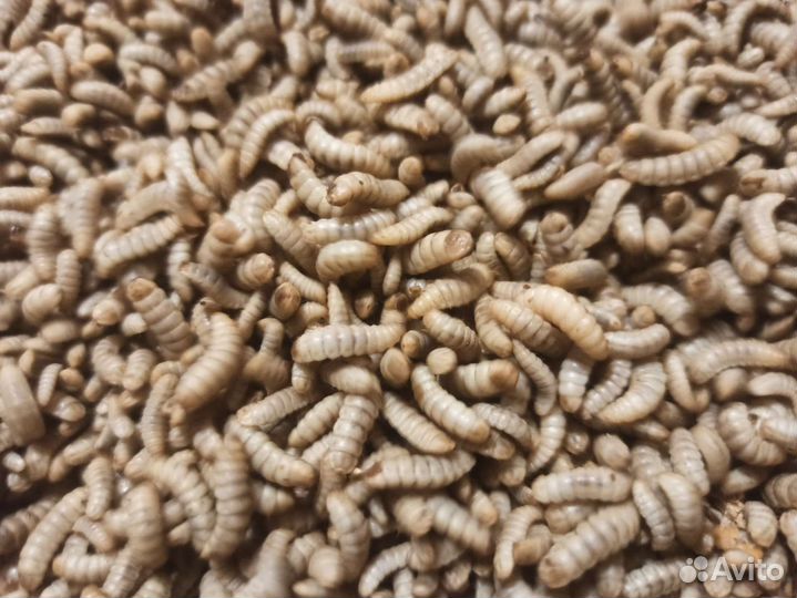 Опарыш черной львинки