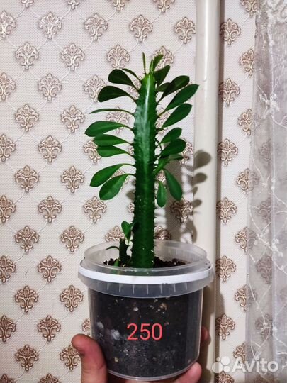 Замиокулькас