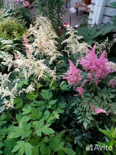 Хоста,астильба,спирея,дицентра,бодан