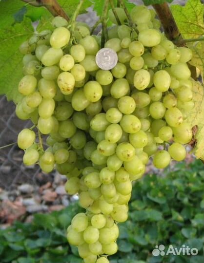 Саженцы винограда