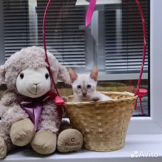 Бенгальские котята