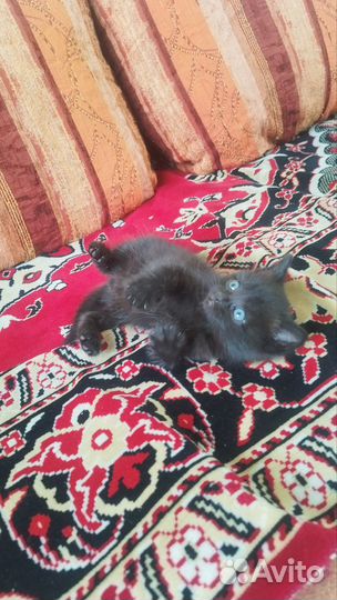 Коты в добрые руки