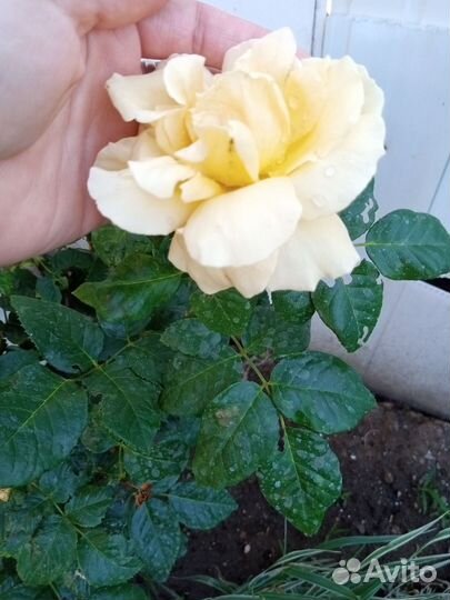 Саженцы роз