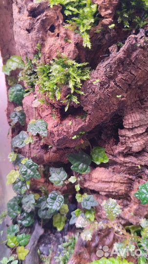 Растения для тропического флорариума