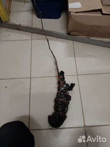 Черенки саженцы винограда