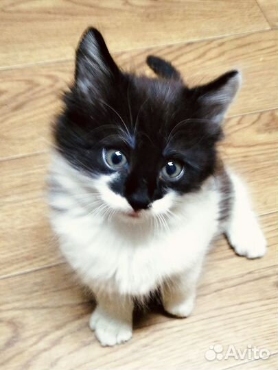 Котенок в добрые руки