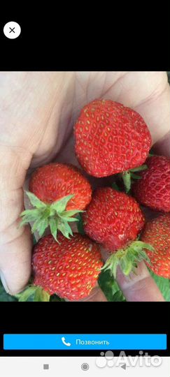 Рассада усы клубники виктория крупная