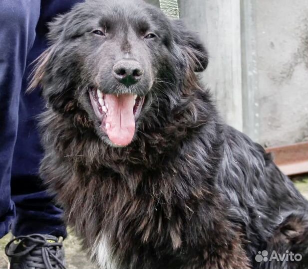 Мягкий добрый и деловой медведь в дар