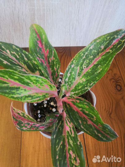 Аглаонема Баттерфляй