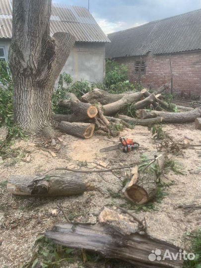 Спил деревьев