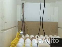 Яйцо домашнее, на инкубацию куриное