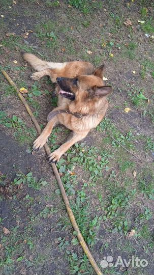 Щенки в добрые руки отдам бесплатно