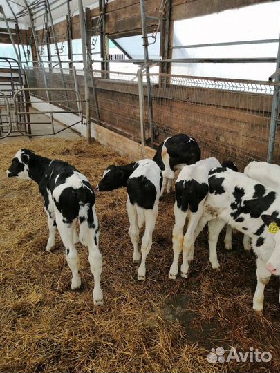 Бычки и телки