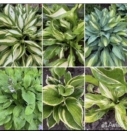 Многолетники для сада, цветы