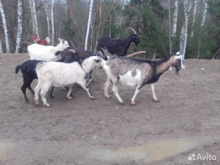 Козы, овцы