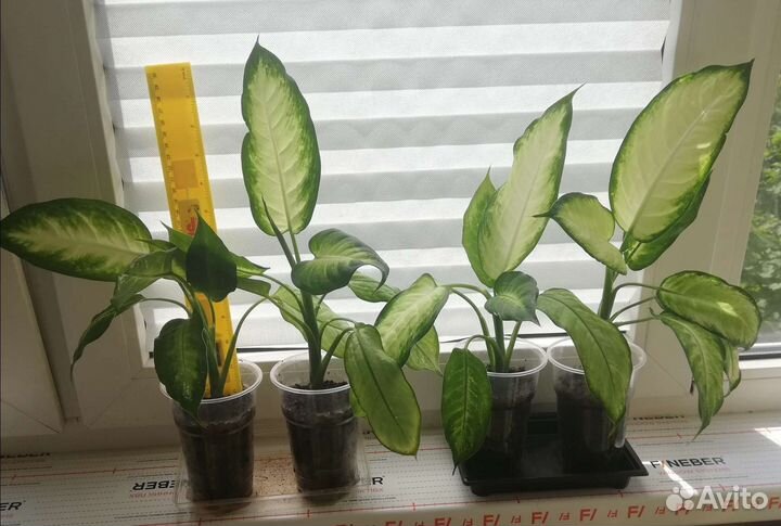 Диффенбахия