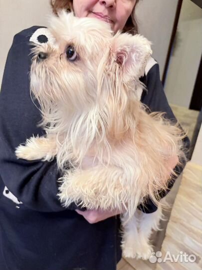 Помесь ши-тцу