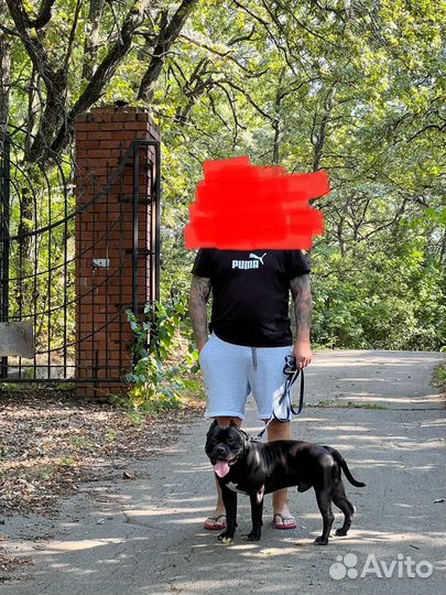 Американский булли вязка