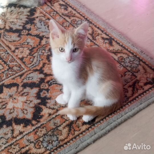 Кошки мейн-кун