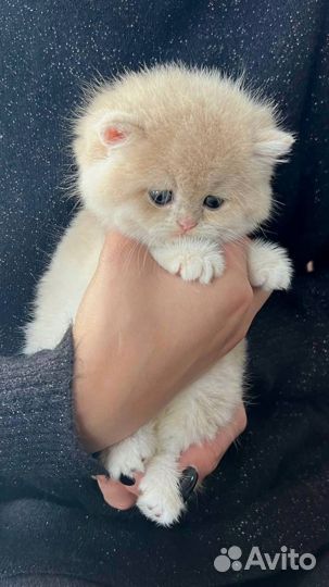 Британска кошка в драгоценном окрасе