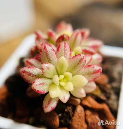 Суккуленты Редкие